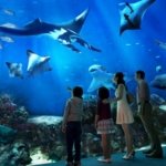 oceanarium