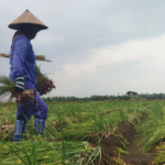 Tempat Penyimpanan Bawang Merah Diwacanakan Dibangun di Pati