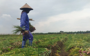 Tempat Penyimpanan Bawang Merah Diwacanakan Dibangun di Pati