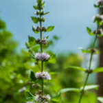 6 Tanaman Herbal yang Bermanfaat Bagi Kesehatan