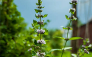 6 Tanaman Herbal yang Bermanfaat Bagi Kesehatan