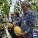 Kawasan Produksi Widuri Pegandon Kendal Jadi Salah Satu Titik Pengembangan Ekonomi Desa Berbasis Potensi Kearifan Lokal