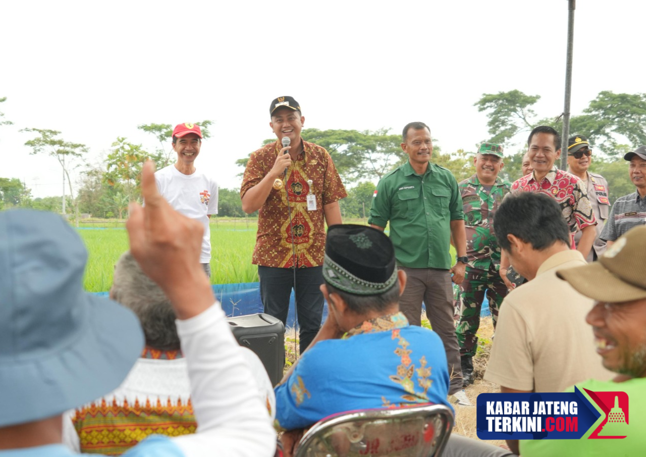 Petani di Klaten Didorong Terapkan Trap Barrier System (TBS) untuk Tekan Hama Tikus