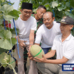 Hasil Panen Melon The Blues di Desa Brangkal Sragen Diharap Bisa Dukung Program MBG