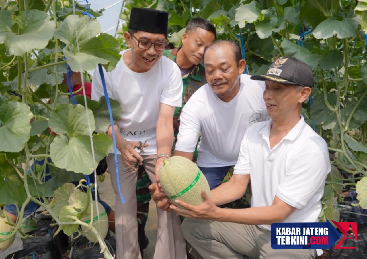 Hasil Panen Melon The Blues di Desa Brangkal Sragen Diharap Bisa Dukung Program MBG
