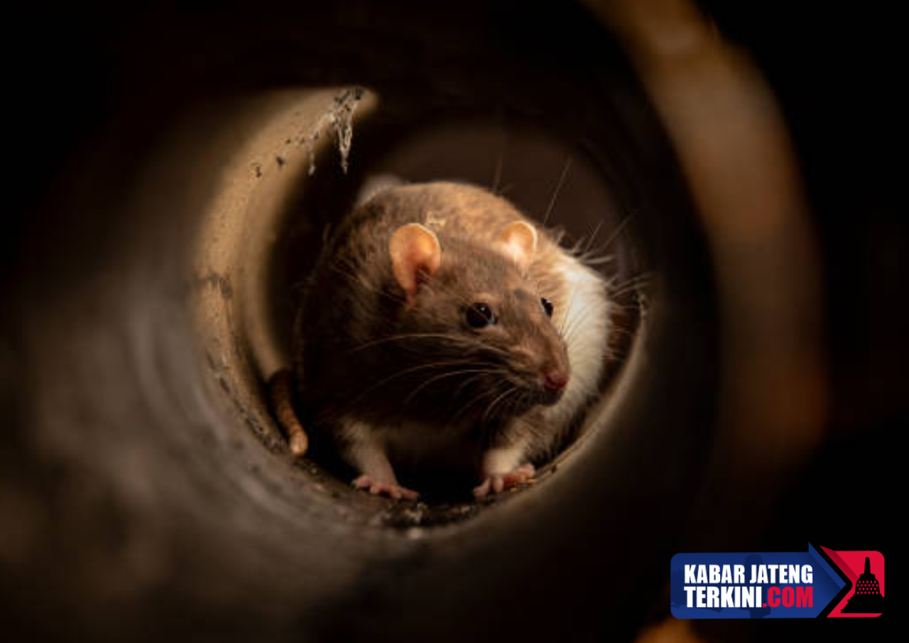 Musim Penghujan Mulai Melanda, Masyarakat Diminta Waspada Penyakit Berikut