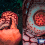 Riset terkait Rafflesia Hasseltii Libatkan Peneliti Indonesia dan Inggris