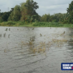 Ratusan Hektare Lahan Pertanian Terendam Banjir, Petani Bisa Klaim Asuransi Usaha Tani Padi