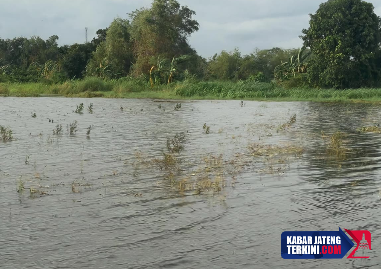 Ratusan Hektare Lahan Pertanian Terendam Banjir, Petani Bisa Klaim Asuransi Usaha Tani Padi