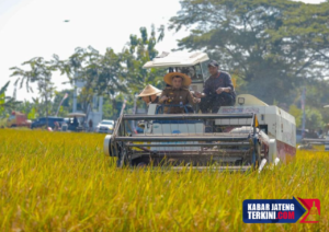 Jateng Jadi Salah Satu Wilayah dengan Kontribusi Produktivitas Padi, Kedela, dan Jagung Terbesar Nasional