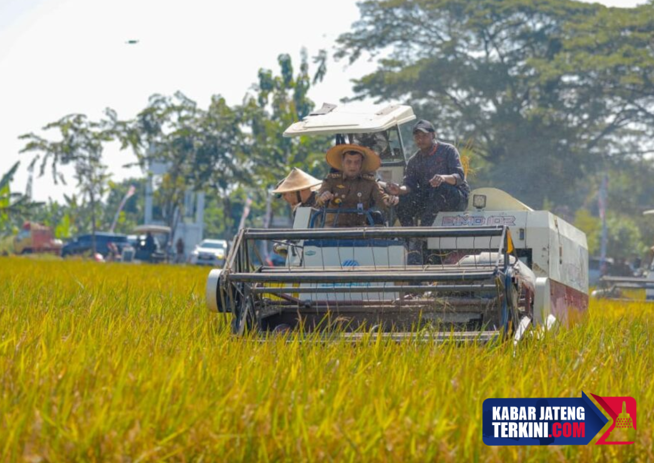 Jateng Jadi Salah Satu Wilayah dengan Kontribusi Produktivitas Padi, Kedela, dan Jagung Terbesar Nasional