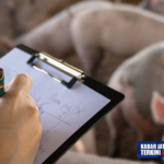 Pemilik Sebut Kompensasi Rp1 M Buntut Polemik Kandang Babi-SPPG di Sragen