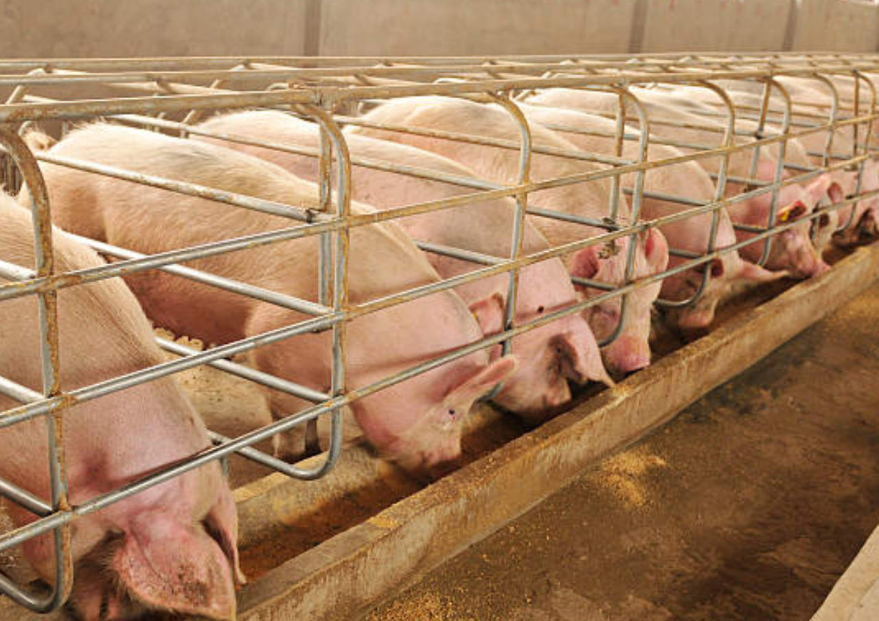 Viral Kabar Kandang Babi di Sragen Diminta Tutup karena Berdekatan dengan SPPG