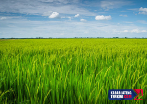 Kelompok Tani di Desa Kalidoro Pati Peroleh Bantuan Alsintan