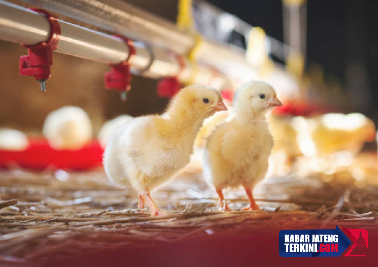 Kebutuhan DOC FS di Pati Capai 33 juta Ekor per Tahun