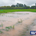 Ribuan Hektare Sawah di Jepara Gagal Panen, Kerugian Belum Bisa Diklaim Asuransi Pertanian