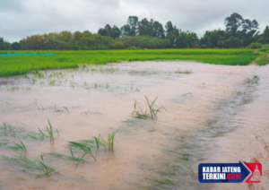 Ribuan Hektare Sawah di Jepara Gagal Panen, Kerugian Belum Bisa Diklaim Asuransi Pertanian