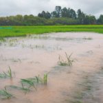 Penantian Selama 3 Tahun, Bantuan Lahan Puso karena Banjir 2023 Baru Cair