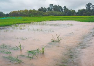 Penantian Selama 3 Tahun, Bantuan Lahan Puso karena Banjir 2023 Baru Cair