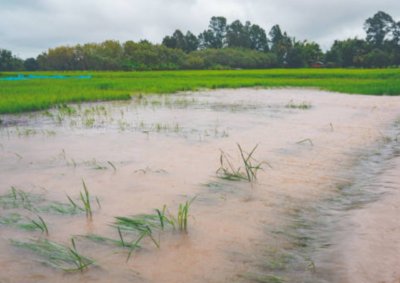 Penantian Selama 3 Tahun, Bantuan Lahan Puso karena Banjir 2023 Baru Cair