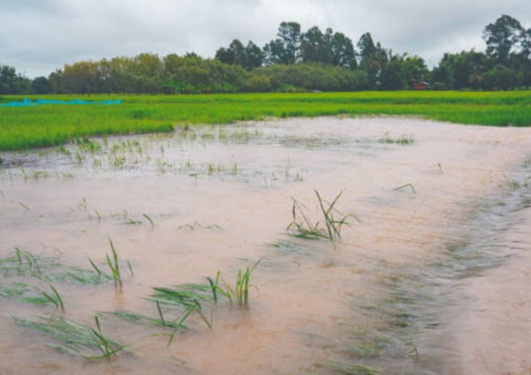Penantian Selama 3 Tahun, Bantuan Lahan Puso karena Banjir 2023 Baru Cair