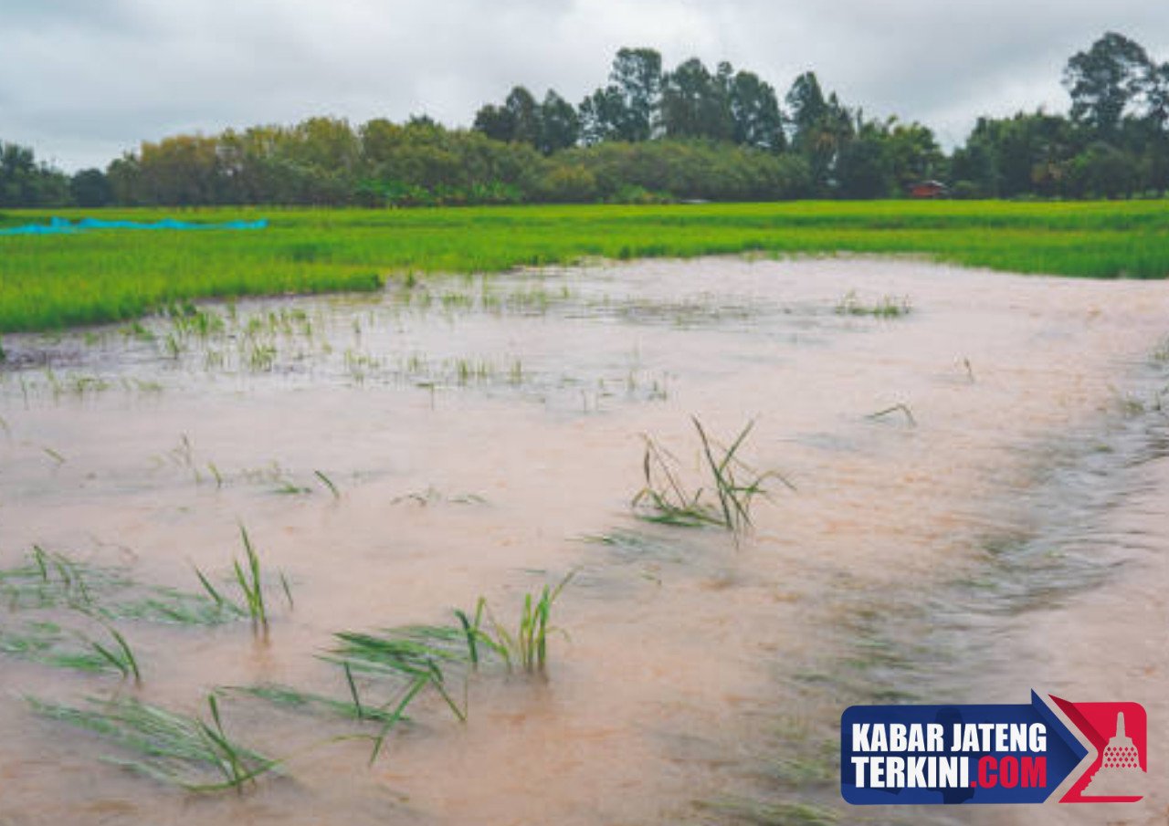 Penantian Selama 3 Tahun, Bantuan Lahan Puso karena Banjir 2023 Baru Cair