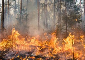 Warga Diimbau Waspada Potensi Bencana Selama Musim Kemarau