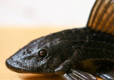 Dianggap Jadi Ancaman Ekosistem, 6,98 Ton Ikan Sapu-sapu di Perairan DKI Jakarta Ditangkap