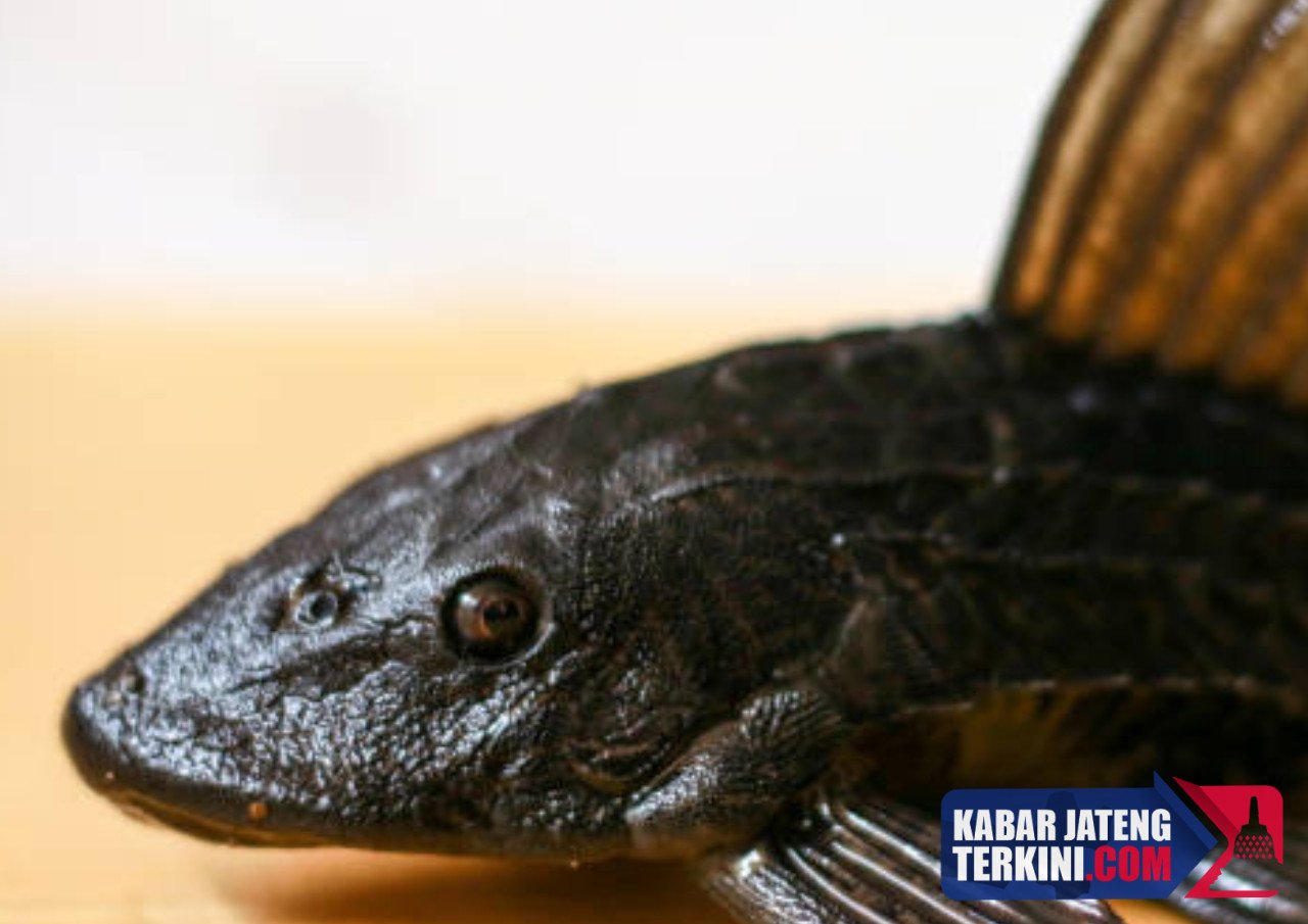 Dianggap Jadi Ancaman Ekosistem, 6,98 Ton Ikan Sapu-sapu di Perairan DKI Jakarta Ditangkap