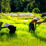 Pangan Nasional Diklaim Aman di Tengah Konflik Global