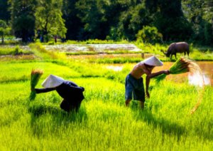 Pangan Nasional Diklaim Aman di Tengah Konflik Global