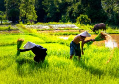 Pangan Nasional Diklaim Aman di Tengah Konflik Global