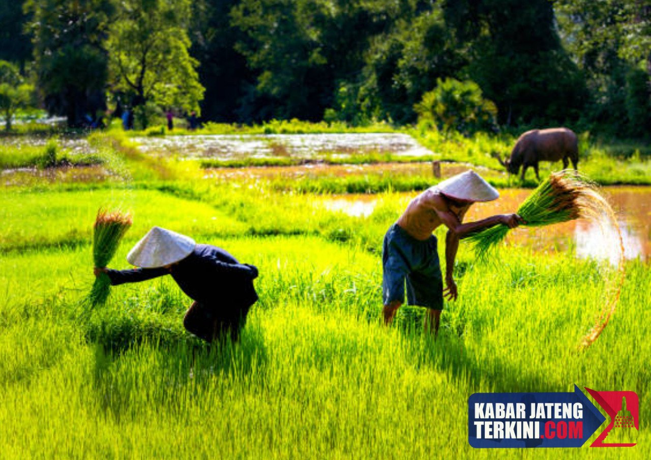 Pangan Nasional Diklaim Aman di Tengah Konflik Global