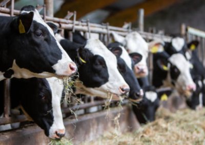 Peternakan Sapi Perah Skala Besar Siap Dibangun di Brebes