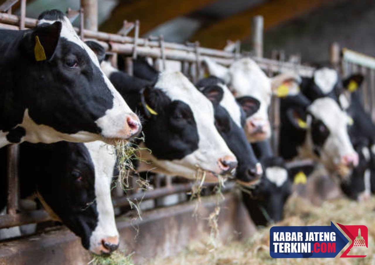 Peternakan Sapi Perah Skala Besar Siap Dibangun di Brebes
