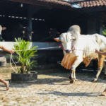 Pemprov Jateng Dukung Pengelolaan Peternakan Sapi Secara Modern