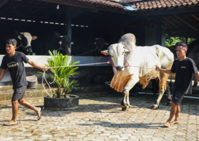 Pemprov Jateng Dukung Pengelolaan Peternakan Sapi Secara Modern