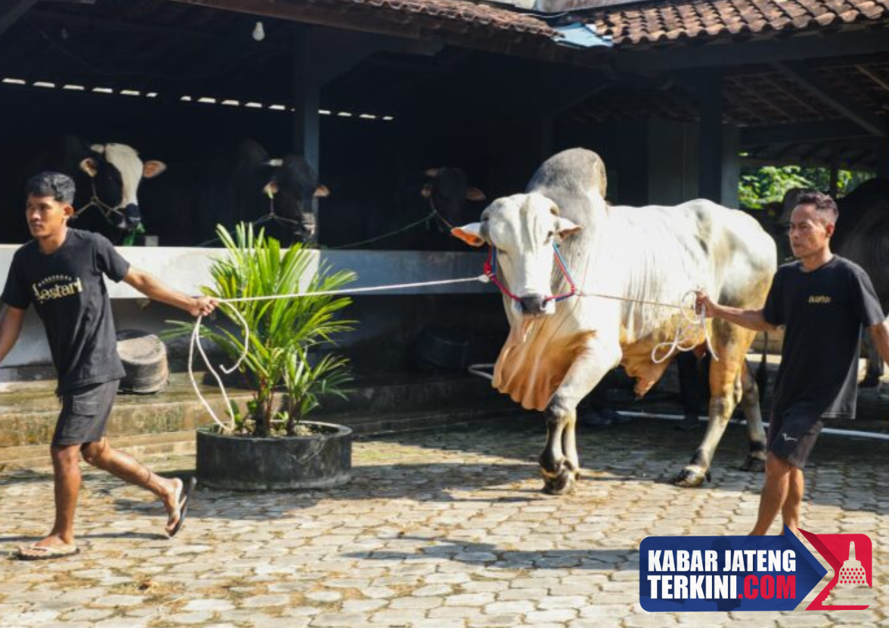 Pemprov Jateng Dukung Pengelolaan Peternakan Sapi Secara Modern