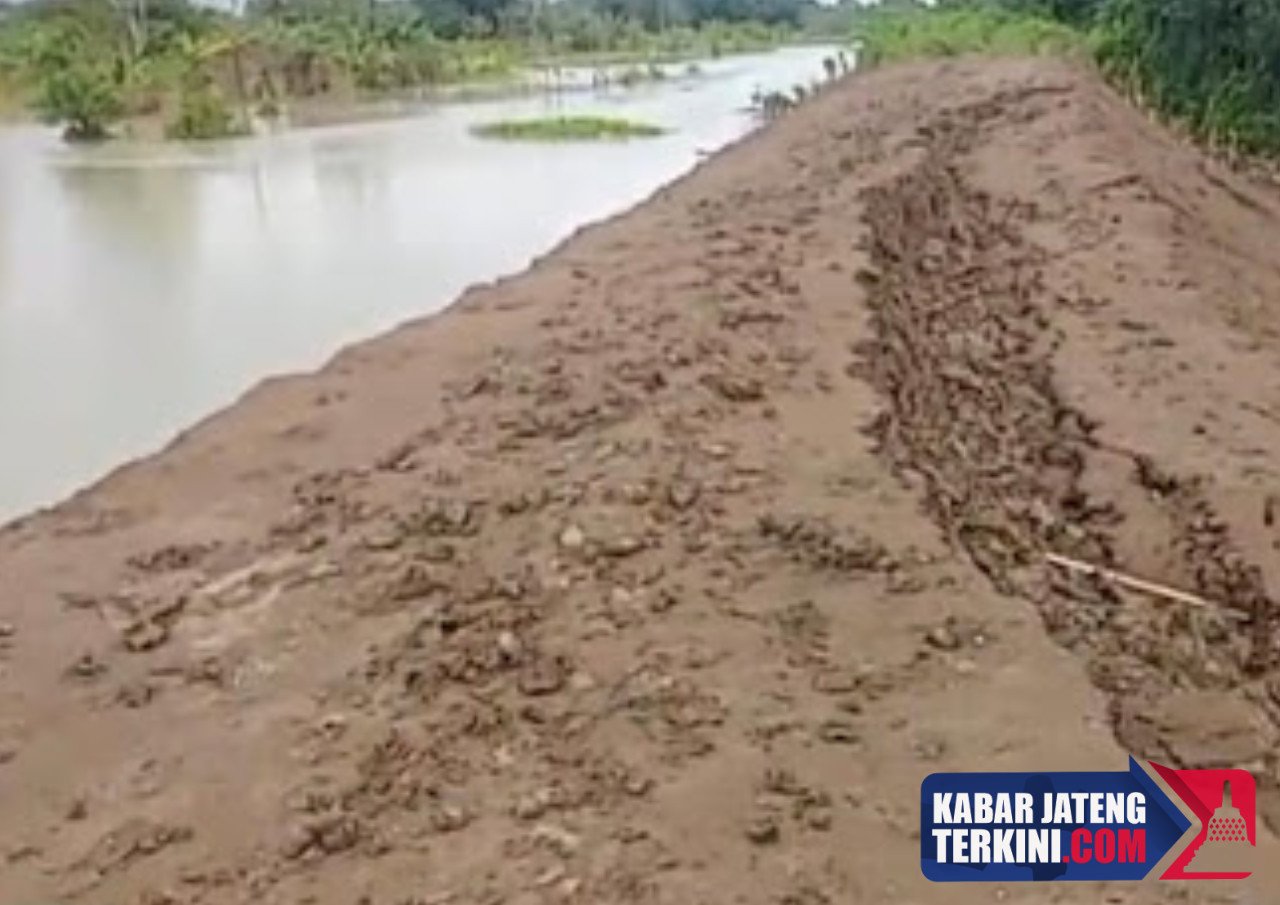 Kerap Jebol, Tanggul Sungai Tuntang Demak-Grobogan Bakal Dinormalisasi Tahun Ini