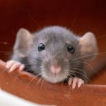 Heboh Ada Tikus Keluar dari Boks Ompreng MBG di SMK Negeri 8 Semarang