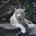 Terungkap Faktor Penyebab Kematian Harimau Putih dari Semarang Zoo