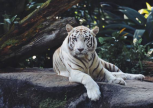 Terungkap Faktor Penyebab Kematian Harimau Putih dari Semarang Zoo