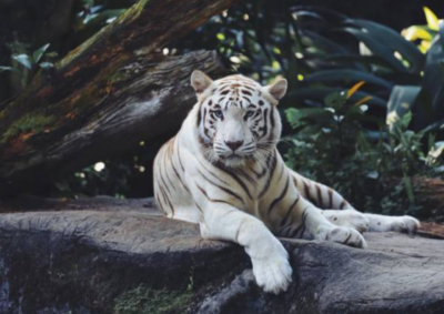 Terungkap Faktor Penyebab Kematian Harimau Putih dari Semarang Zoo