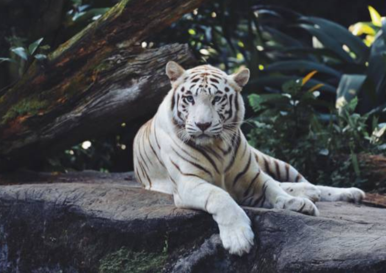 Terungkap Faktor Penyebab Kematian Harimau Putih dari Semarang Zoo