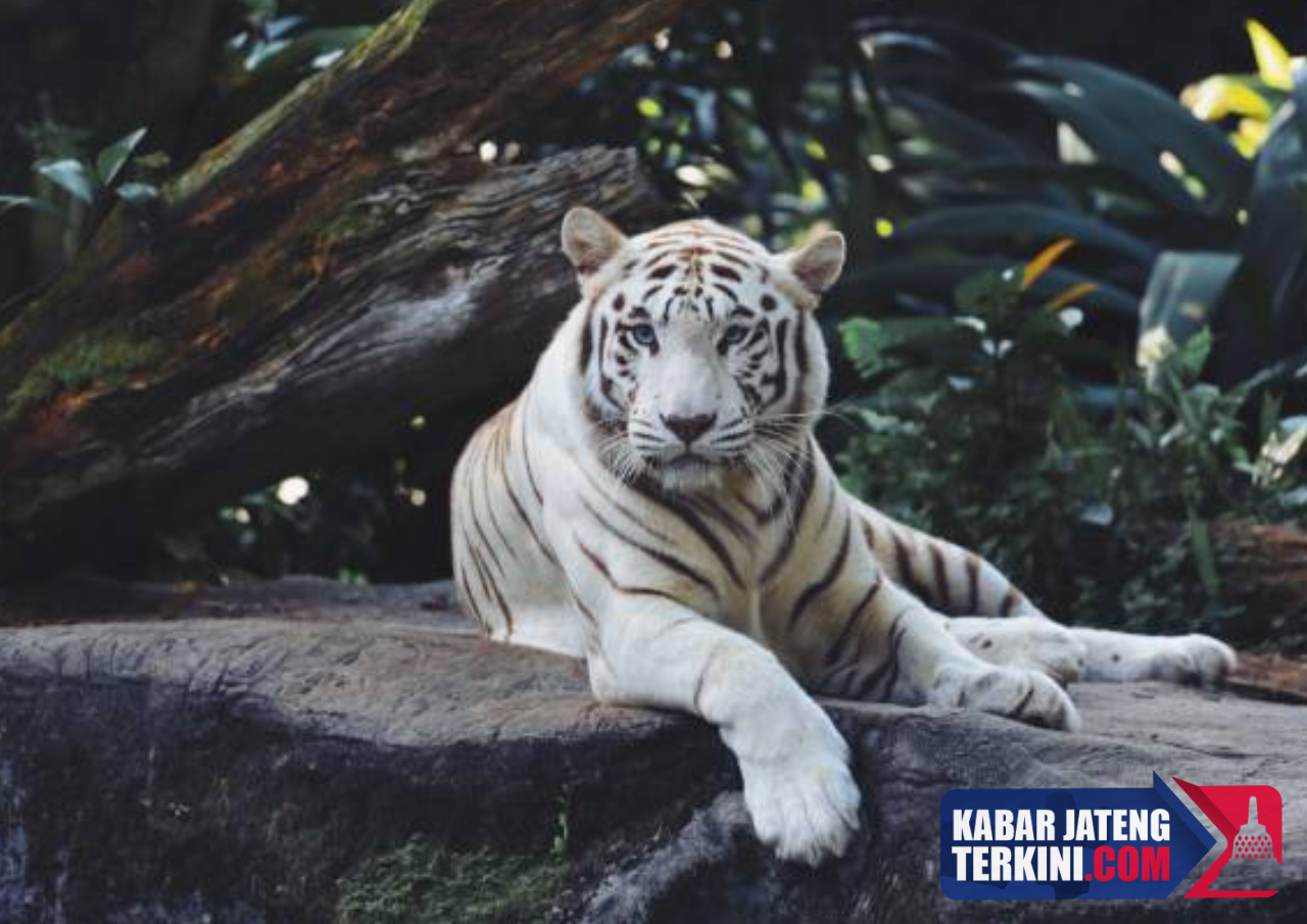 Terungkap Faktor Penyebab Kematian Harimau Putih dari Semarang Zoo