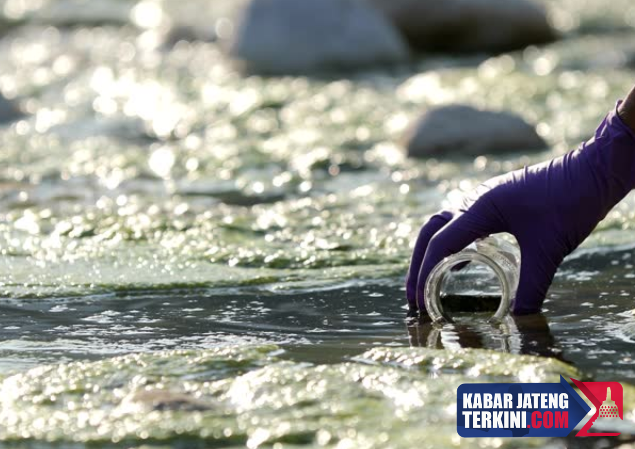 Truk Sedot WC Kerap Buang Tinja ke Sungai Babon Hingga Sebabkan Pencemaran