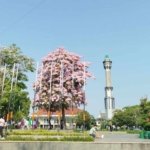 Pemkab Buka Sayembara Unggah Konten Menarik Bunga Tabebuya di Alun-alun Pati